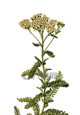 枝杈,花的,花