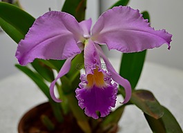 蘭花,花卉,花園