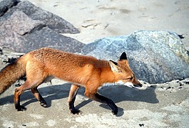 紅狐,野生動物,自然