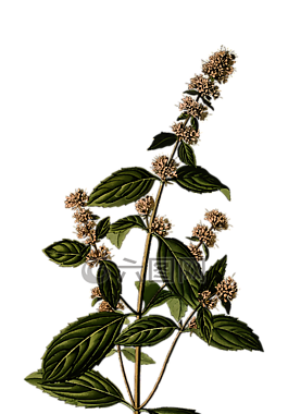 枝杈,花的,花