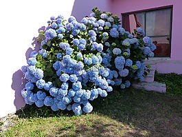 繡球花,藍(lán)色的花瓣,布什