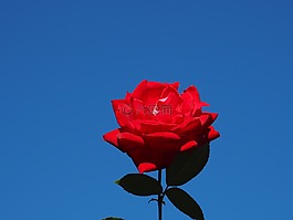 玫瑰,藍(lán)色的天空,鮮花