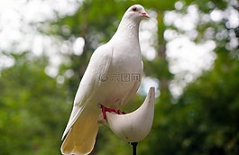 鴿子,鳥,自然
