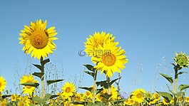 夏天,向日葵,字段