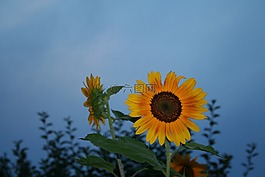 太陽花,心情,黃色