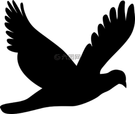 動(dòng)物,鳥(niǎo),鴿子