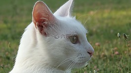 猫,动物,弗利纳