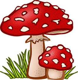 真菌,蘑菇,植物