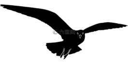 动物,海滩,鸟