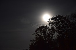 夜,月球,樹木