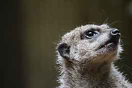 動(dòng)物,獴,動(dòng)物園