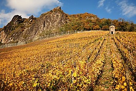 岩龙,葡萄园,siebengebirge