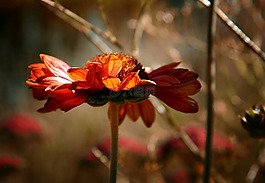 性質(zhì),花,植物
