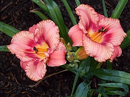 黃花菜,花,一天