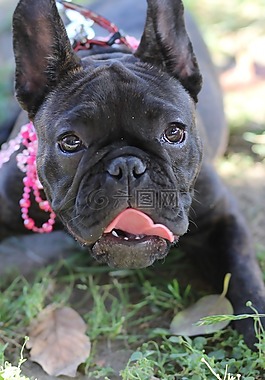 牛头犬,小狗,黑