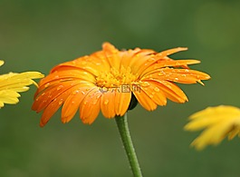 花卉,场,橙色