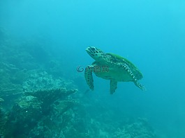 龜,海,藍色