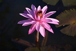 睡蓮,粉紅色,性質(zhì)