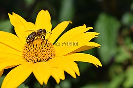 向日葵decapetalus,常年向日葵,開花