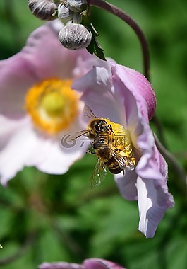 ?？?海葵 nemorosa,鮮花