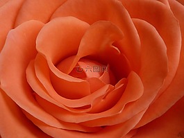 玫瑰,開花,橙