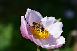 海葵,?？?nemorosa,蜜蜂