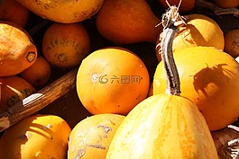 瓜,葫蘆,秋