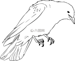 寒鴉,烏鴉,圖