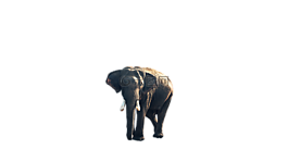 象,動(dòng)物,png