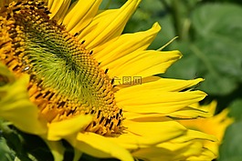 太陽花,開花,黃色