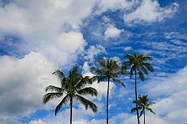 棕櫚樹(shù),天空,藍(lán)色