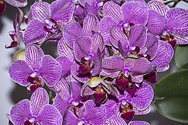 鮮花,蘭花,花
