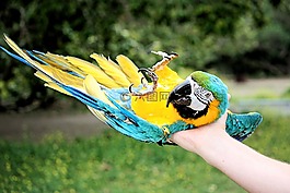 鸚鵡,鳥,綠色