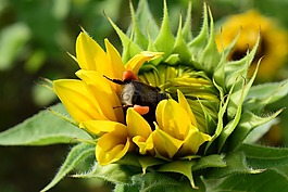 赫梅爾,太陽(yáng)花,搜索