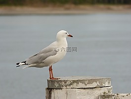 海鷗,海,鷗