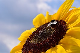 太陽(yáng)花,赫梅爾,開(kāi)花