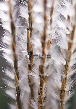 seedhead,种子,自然