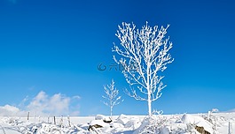 雪,冬天,弗羅斯特