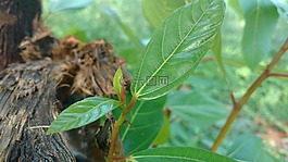 葉,綠色,樹