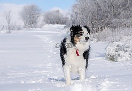 冬天,雪,狗