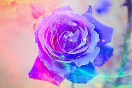 玫瑰,顏色,開花