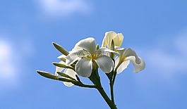 姜黃色百合花,鮮花,自然