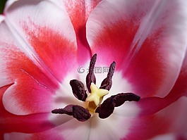 郁金香,開花,粉紅色