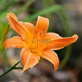 花,橙色,花瓣