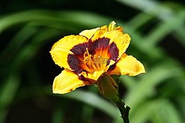 黄色花,花的,花