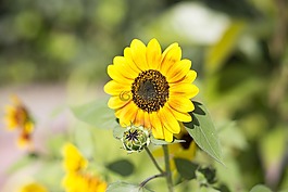 向日葵,花,盛開