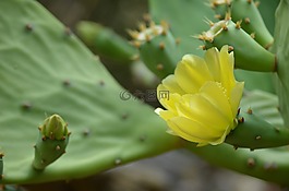 仙人掌花,仙人掌,荊棘