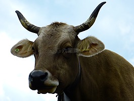 牛,牛肉,動(dòng)物