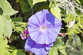牵牛花,紫色,花