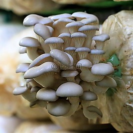 蘑菇,菌類,自然